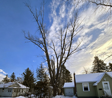 Whits End Tree Care High Risk Tree Trimming
