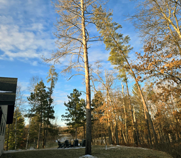 Whits End Tree Care High Risk Tree Trimming
