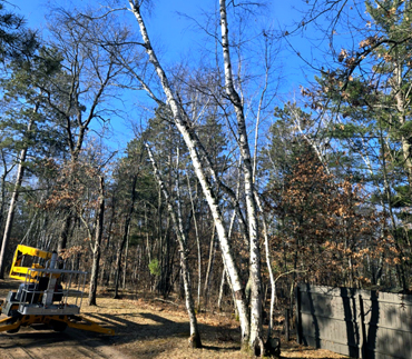 Whits End Tree Care High Risk Tree Trimming