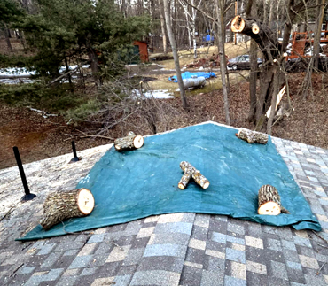 Whits End Tree Care High Risk Tree Trimming