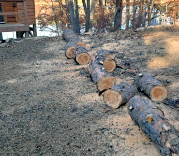 Whits End Tree Care High Risk Tree Trimming