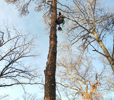 Whits End Tree Care High Risk Tree Trimming