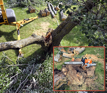 Whits End Tree Care High Risk Tree Trimming
