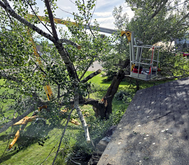 Whits End Tree Care High Risk Tree Trimming