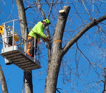 Whits End Tree Care High Risk Tree Trimming