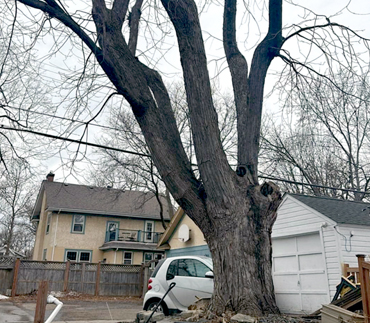 Whits End Tree Care High Risk Tree Trimming