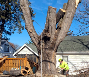 Whits End Tree Care High Risk Tree Trimming