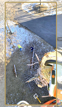 Tree Trimmer High in the Tree FAQ – Frequently Asked Questions